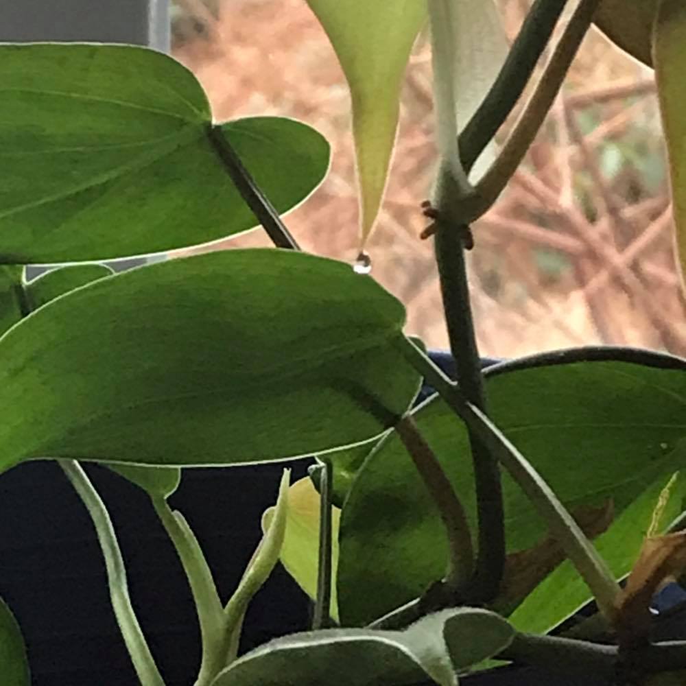 Meet your Posher, Lilia